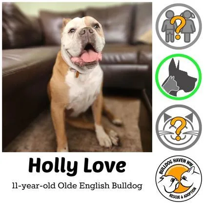 A senior large-sized female White / Cream English Bulldog dog named Holly Love for adoption in Bonney Lake, WA