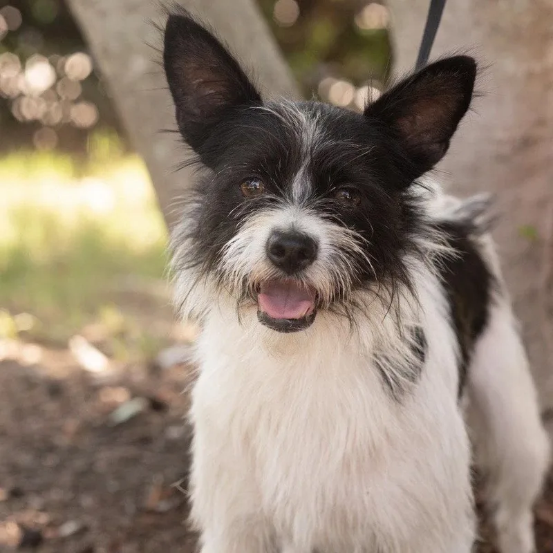 A young small-sized male Terrier dog named Solo for adoption in Southaven, MS