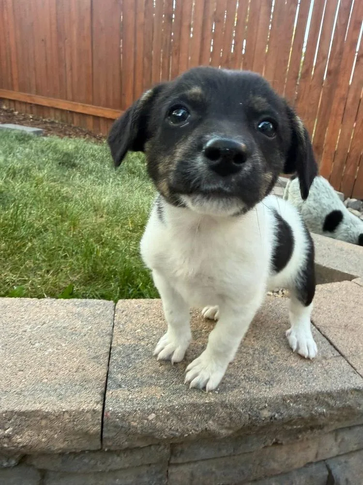 A baby small-sized female Tricolor (Brown, Black, & White) Australian Cattle Dog / Blue Heeler dog named Remi for adoption in Colorado Springs, CO