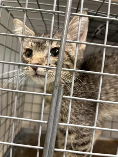A baby small-sized male Domestic Medium Hair cat named Jin for adoption in Las Vegas, NV
