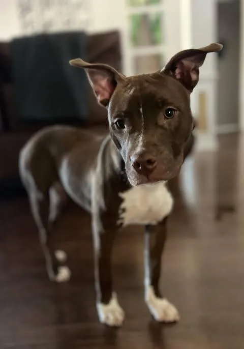 A young medium-sized female Pit Bull Terrier dog named Rosie for adoption in Wichita Falls, TX