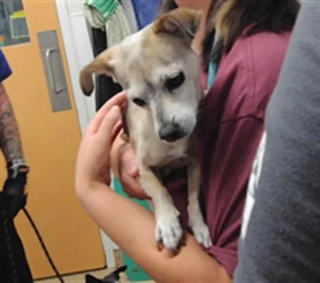 A senior small-sized female Chihuahua dog named Chiquita for adoption in Albuquerque, NM