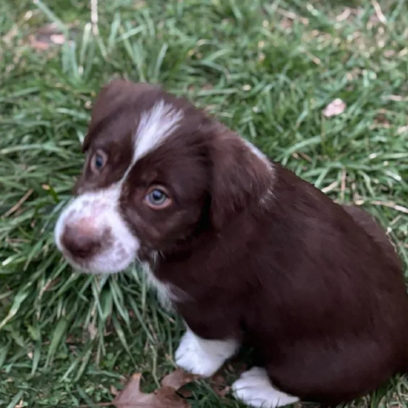 A baby medium-sized male Brown / Chocolate Catahoula Leopard Dog dog named Beau for adoption in Fairfax Station, VA