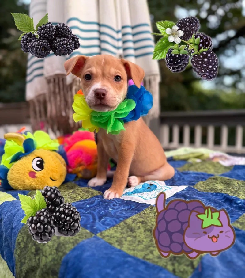 Miss Blackberry