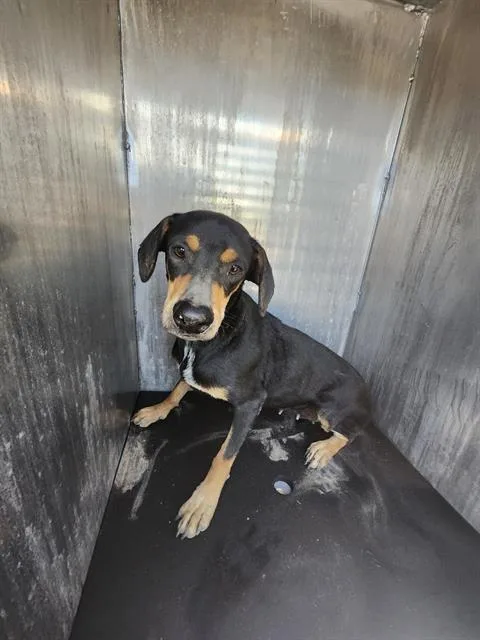 A young medium-sized female Beagle dog named Coco for adoption in San Antonio, TX