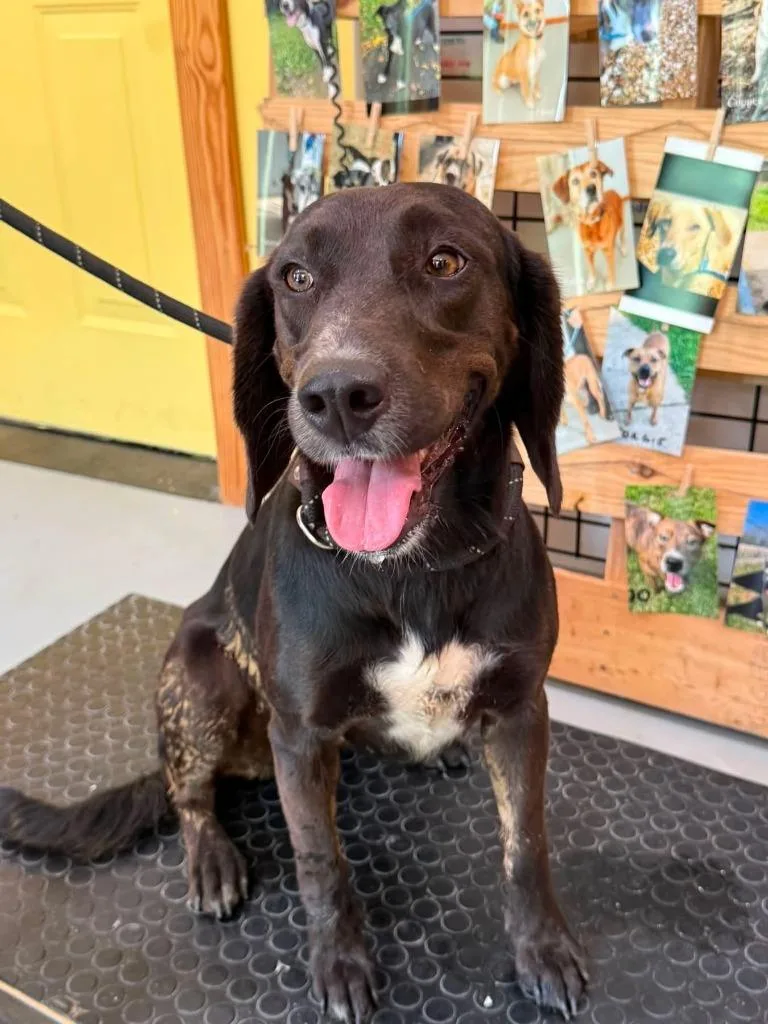 A young medium-sized female Labrador Retriever dog named Riza for adoption in Lawrenceburg, TN