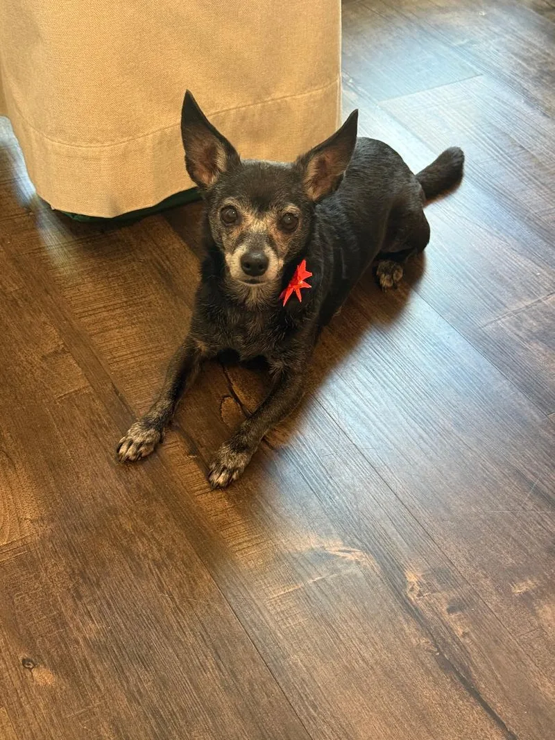 An adult small-sized female Chihuahua dog named Caroline for adoption in Los Angeles, CA