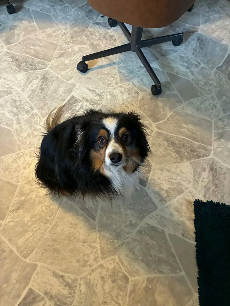 An adult medium-sized male Australian Shepherd dog named Bow for adoption in Cedar Rapids, IA
