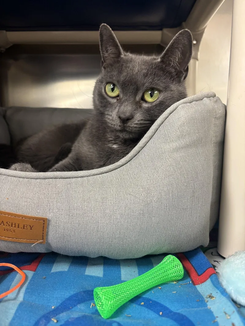 An adult medium-sized female Gray / Blue / Silver Domestic Short Hair cat named Phoebe for adoption in Brick, NJ