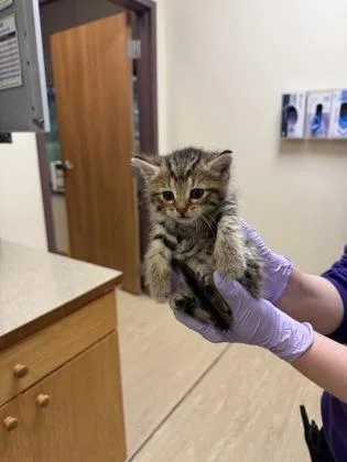 A baby small-sized female Domestic Short Hair cat named Kepler for adoption in West Chester, PA