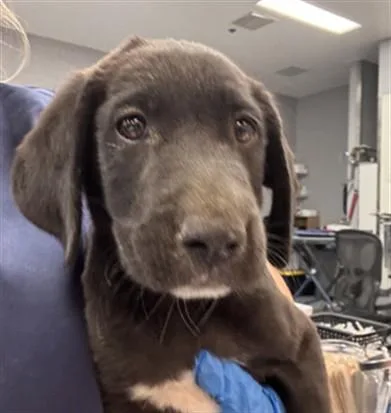 A baby small-sized male Labrador Retriever dog named Tommy for adoption in Riverside, CA