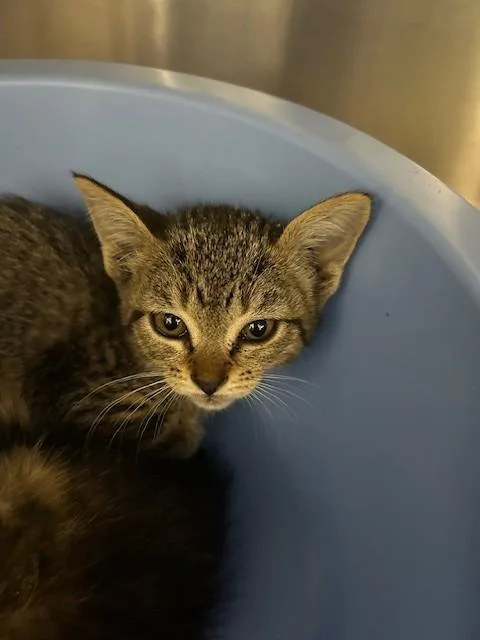 A baby small-sized female Domestic Short Hair cat named Sarah Lee for adoption in Ocala, FL