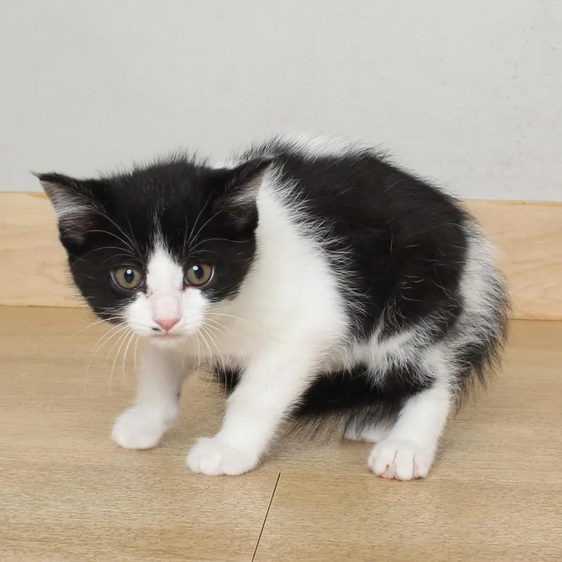 A baby small-sized female Black Domestic Short Hair cat named Domino C for adoption in Minnetonka, MN