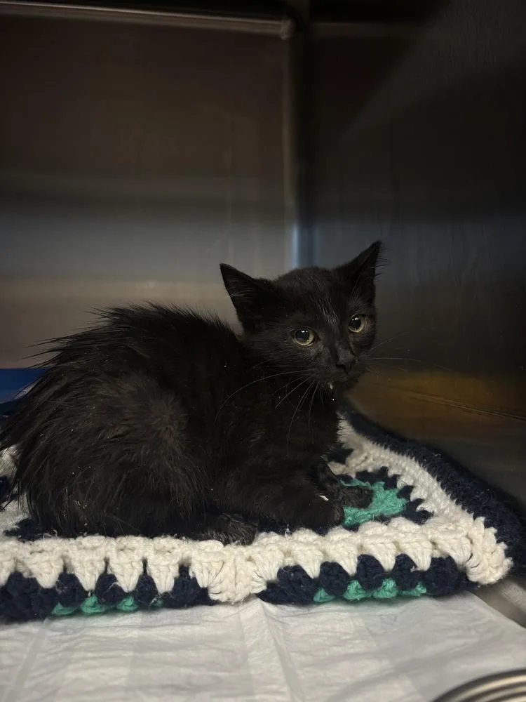 A young small-sized male Black Domestic Short Hair cat named Maxs for adoption in Evansville, IN