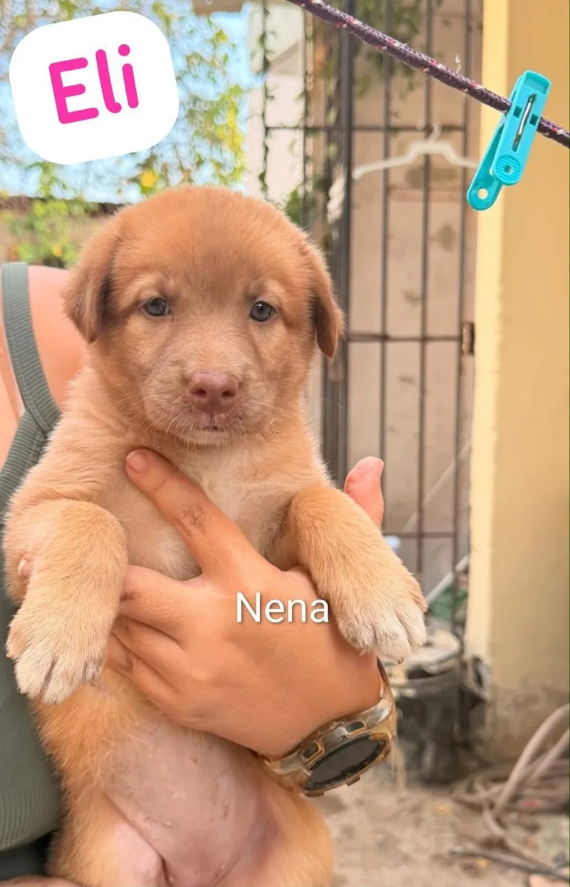 A baby medium-sized female Yellow / Tan / Blond / Fawn Labrador Retriever dog named Eli for adoption in New York, NY