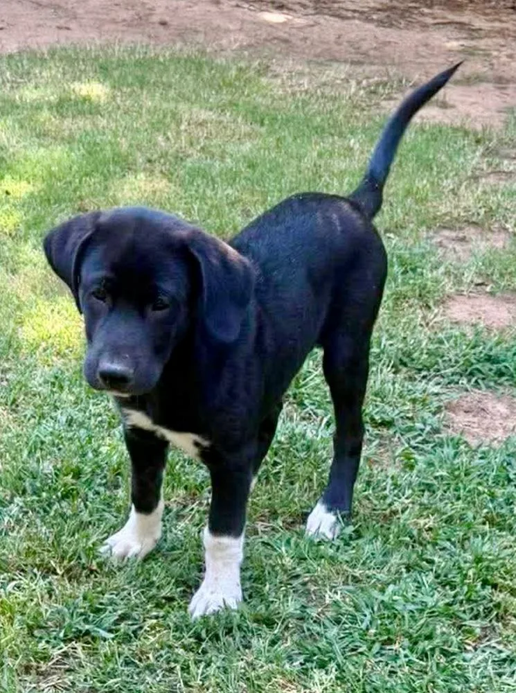 A baby large-sized male Tricolor (Brown, Black, & White) Labrador Retriever dog named Bevo for adoption in Shawnee, OK