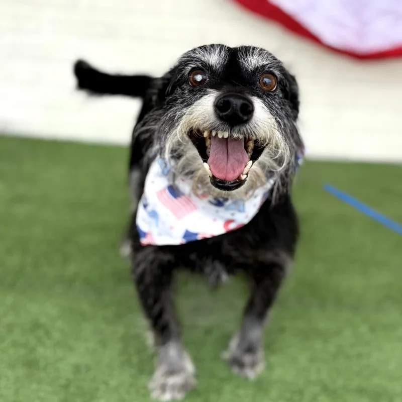 A senior small-sized male Black Terrier dog named Able for adoption in Bessemer, AL