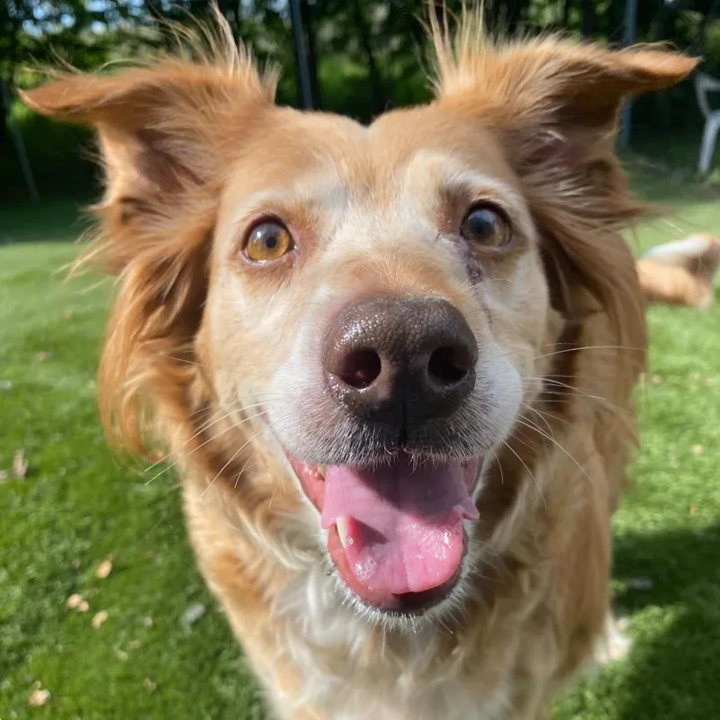 A senior large-sized female Golden Mixed Breed dog named Kiki for adoption in Davenport, IA