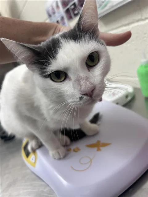 A young medium-sized male Domestic Short Hair cat named Drift for adoption in Santa Fe, NM