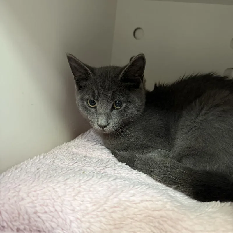 A baby small-sized male Domestic Short Hair cat named MONTStray for adoption in Perkiomenville, PA