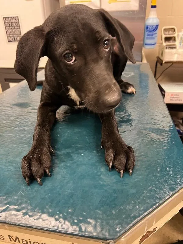 An adult medium-sized female Black Mixed Breed dog named Blair for adoption in Mobile, AL