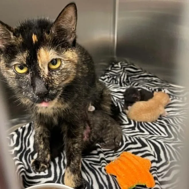 A young small-sized female Black Domestic Short Hair cat named Omelette in Stevensville for adoption in Alexandria, VA