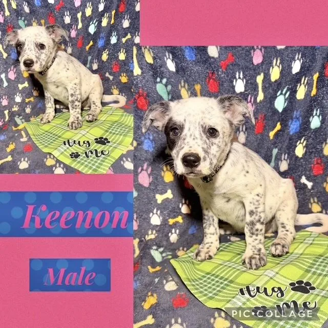 A baby medium-sized male Australian Cattle Dog / Blue Heeler dog named Keenon for adoption in Manchester, CT