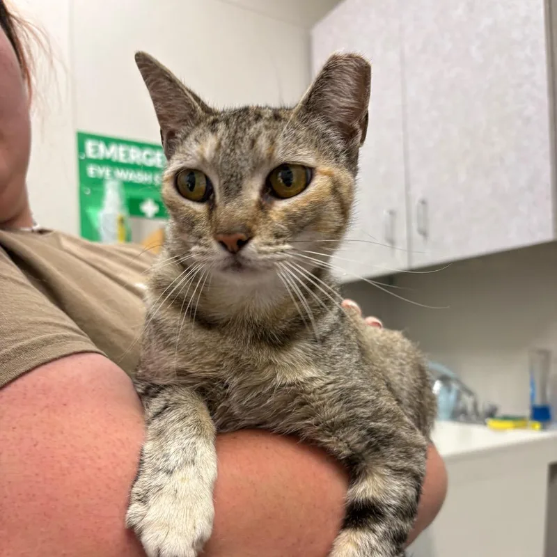 An adult medium-sized female Brown / Chocolate Domestic Short Hair cat named Myrcella for adoption in Columbiana, AL