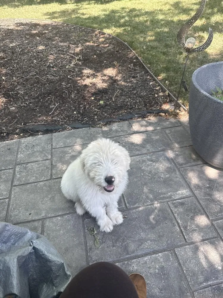 A baby medium-sized male Great Pyrenees dog named Norbert for adoption in Thornton, CO