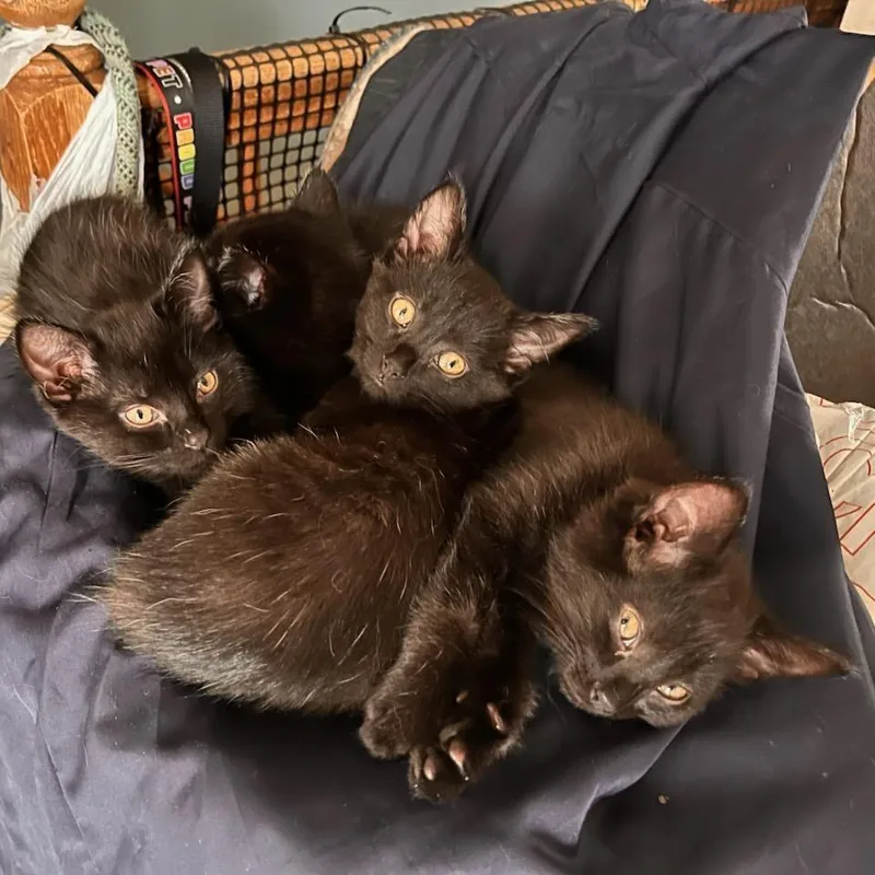 A baby small-sized female Black Domestic Short Hair cat named Hammella for adoption in Rochester, MN