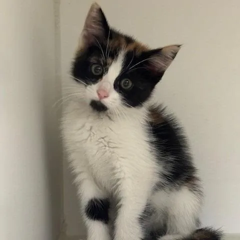 A baby small-sized female Calico Domestic Short Hair cat named Kimmie for adoption in Long Beach, CA