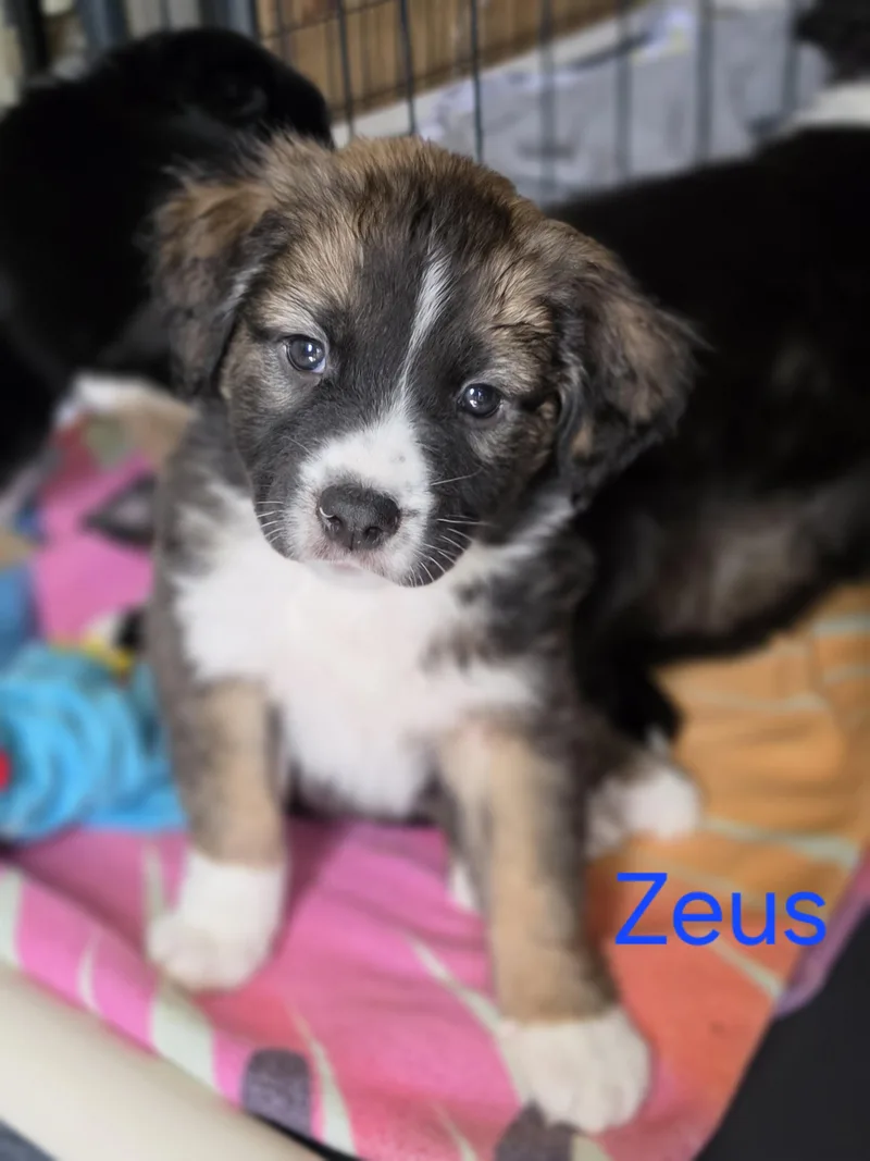 Zeus thumbnail 3