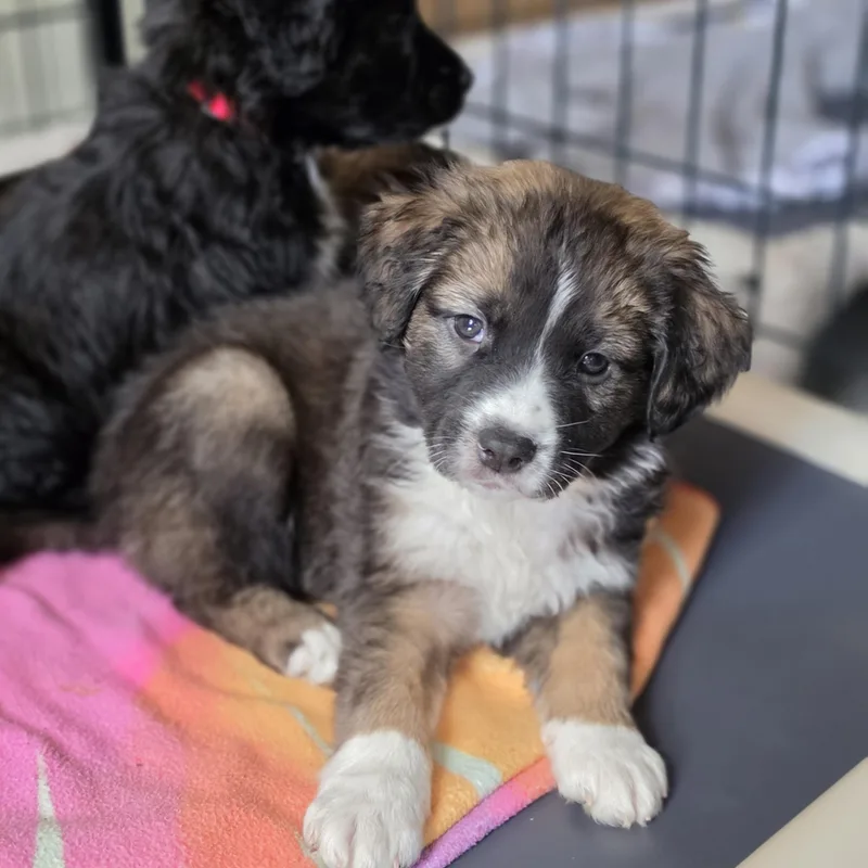 A baby large-sized male Brown / Chocolate Great Pyrenees dog named Zeus for adoption in Blairstown, NJ