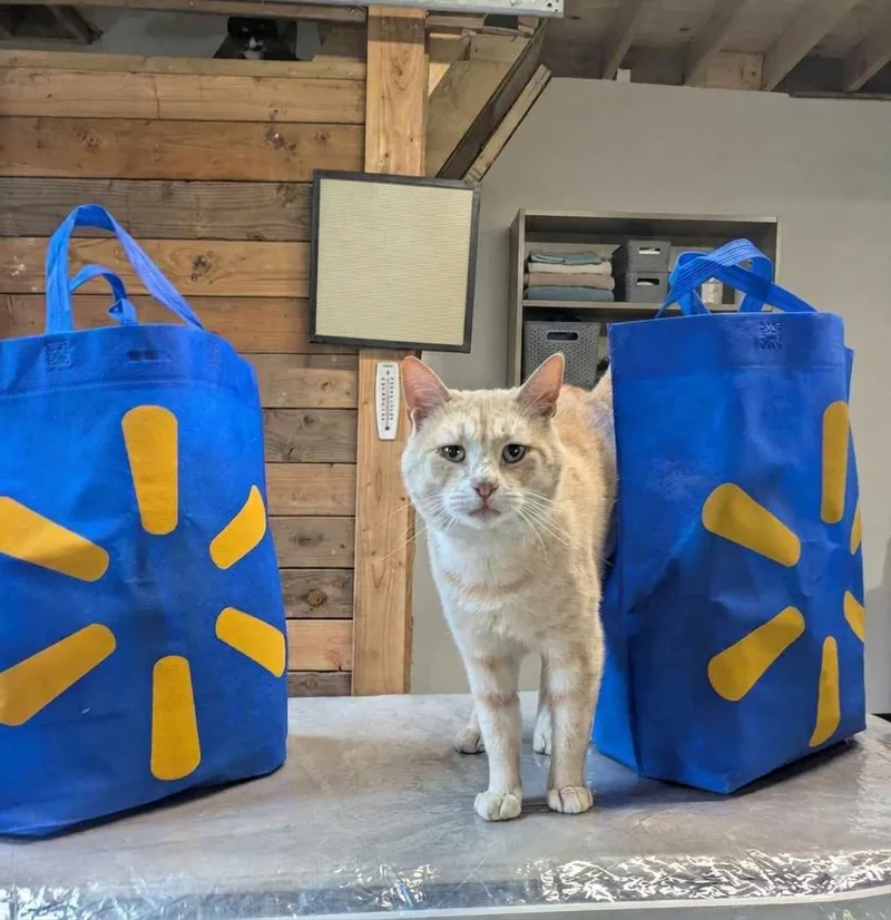 An adult medium-sized male Buff & White Domestic Short Hair cat named Smee for adoption in Montclair, NJ