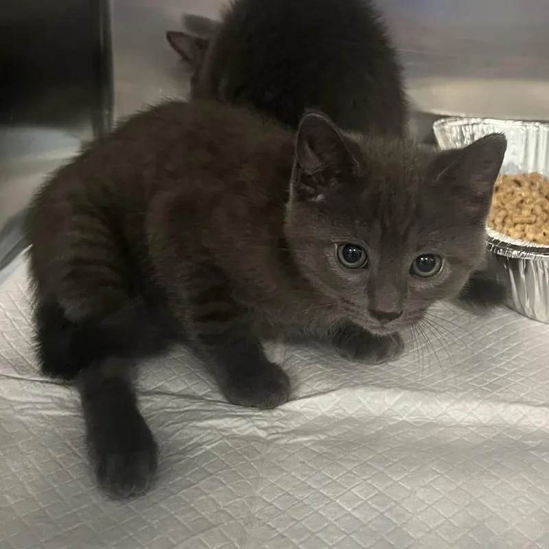 A baby small-sized male Gray / Blue / Silver Domestic Short Hair cat named Muffin Tin for adoption in Greensboro, NC