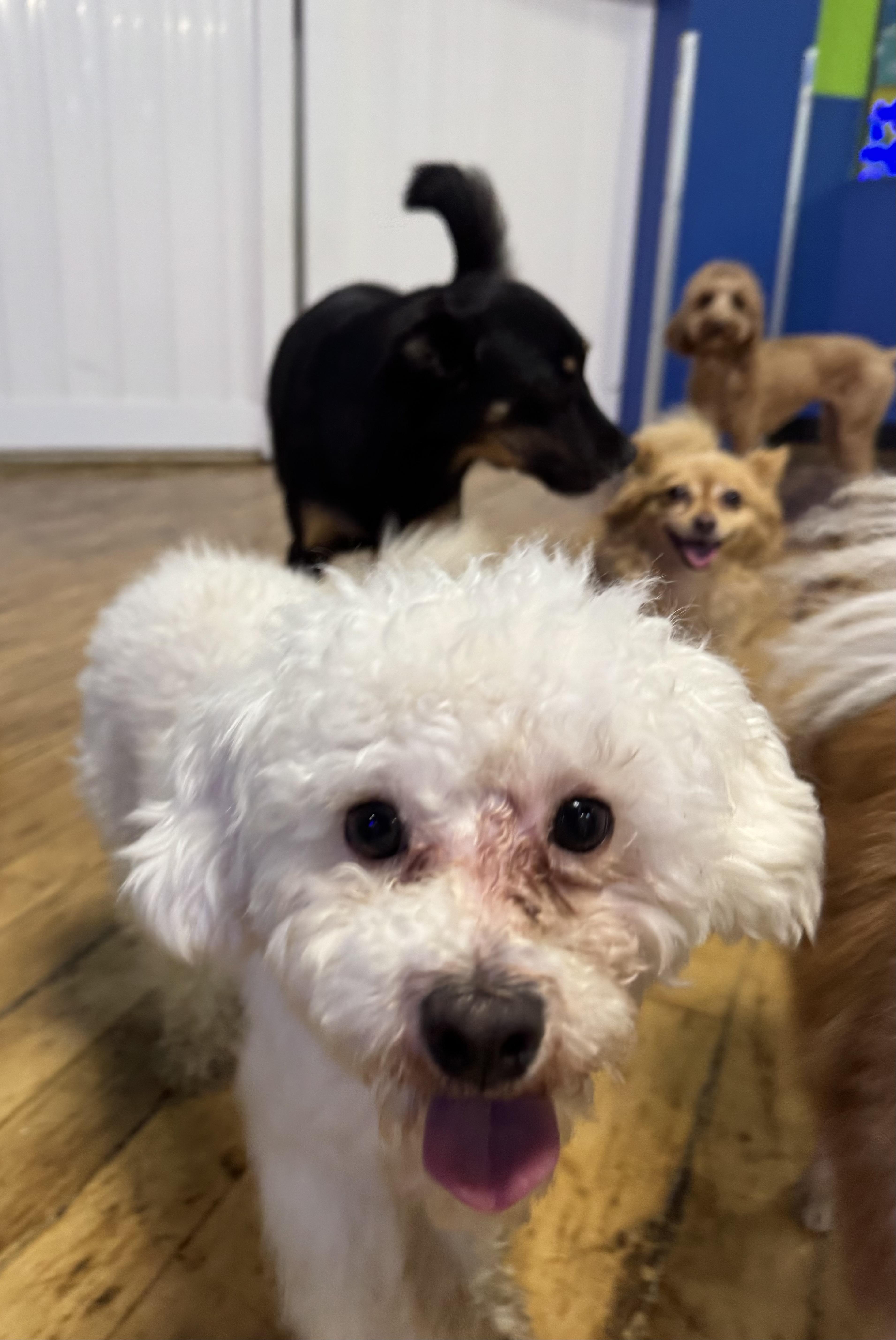 A senior small-sized male White / Cream Miniature Poodle dog named Calliope for adoption in Brooklyn, NY