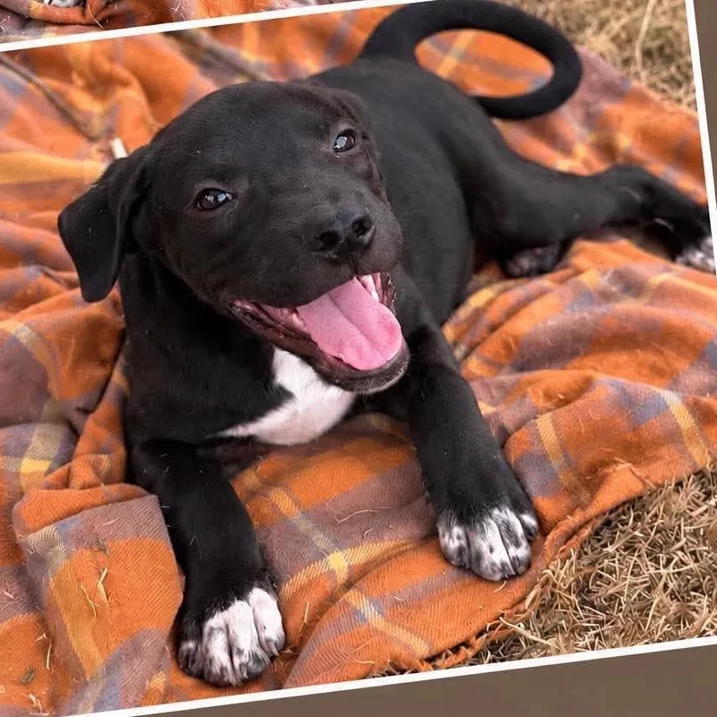 A baby medium-sized male Labrador Retriever dog named Freddie for adoption in Wadena, MN