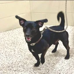 A young small-sized male Black Dachshund dog named Spike for adoption in Novelty, OH