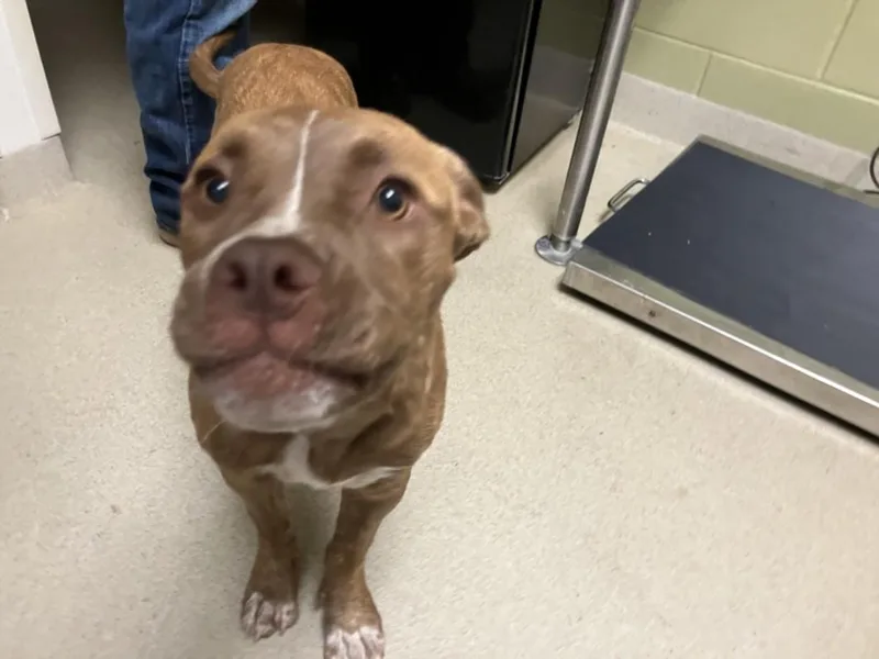 A baby small-sized male Pit Bull Terrier dog named Captain for adoption in Chapel Hill, NC