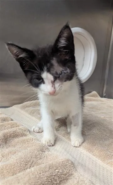 A baby medium-sized female Domestic Short Hair cat named Opal for adoption in Conroe, TX