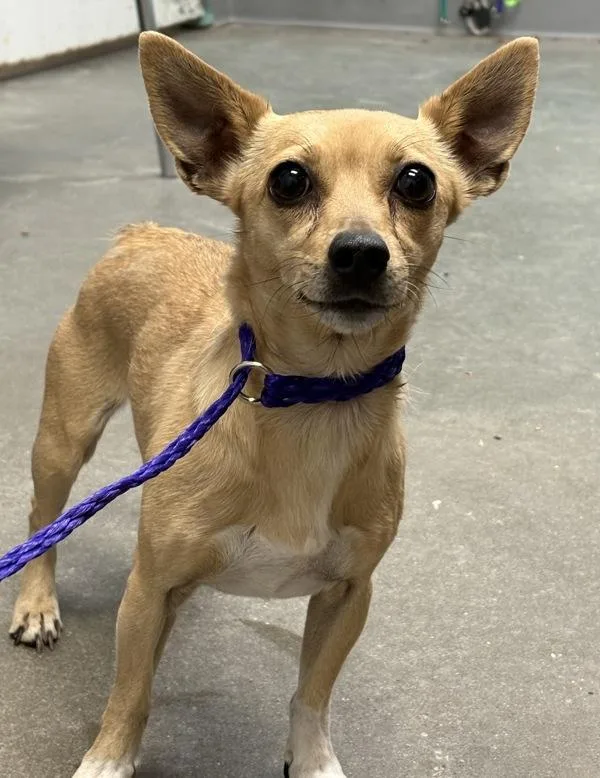 An adult small-sized female Chihuahua dog named Mascal for adoption in Rio Rancho, NM
