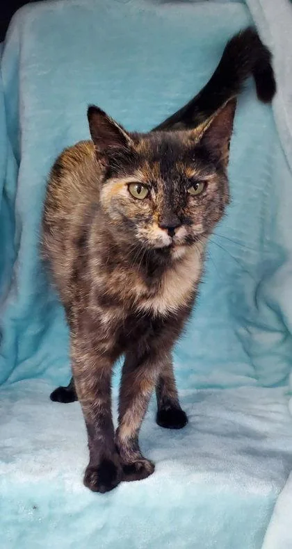 An adult small-sized female Tortoiseshell cat named 7139 (Larrie) for adoption in Lake City, MI