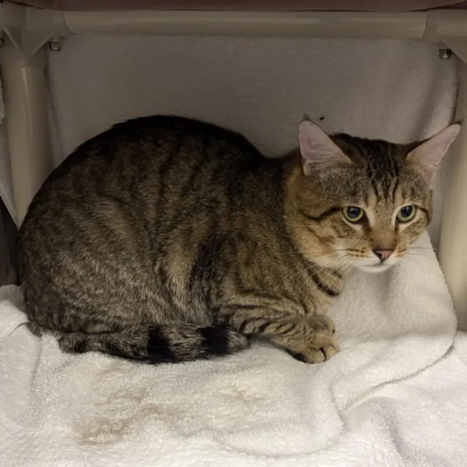 A young medium-sized male Domestic Short Hair cat named Sumo for adoption in Derwood, MD
