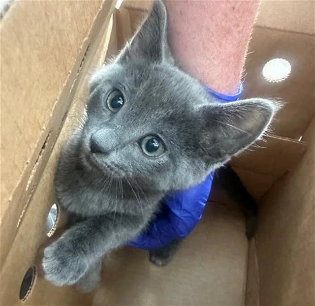 A baby medium-sized male Domestic Short Hair cat named Duck for adoption in Dallas, TX