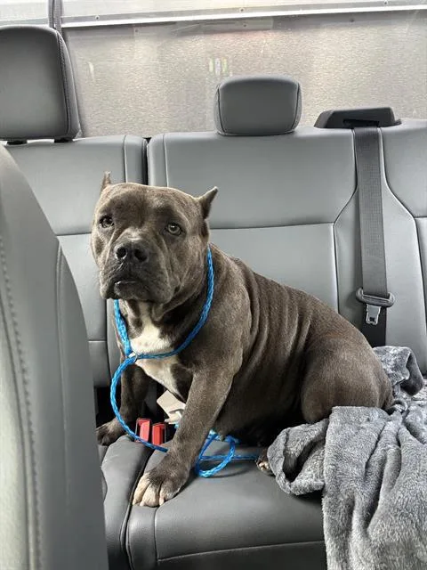 An adult large-sized female American Bulldog dog named Becca for adoption in Grand Prairie, TX