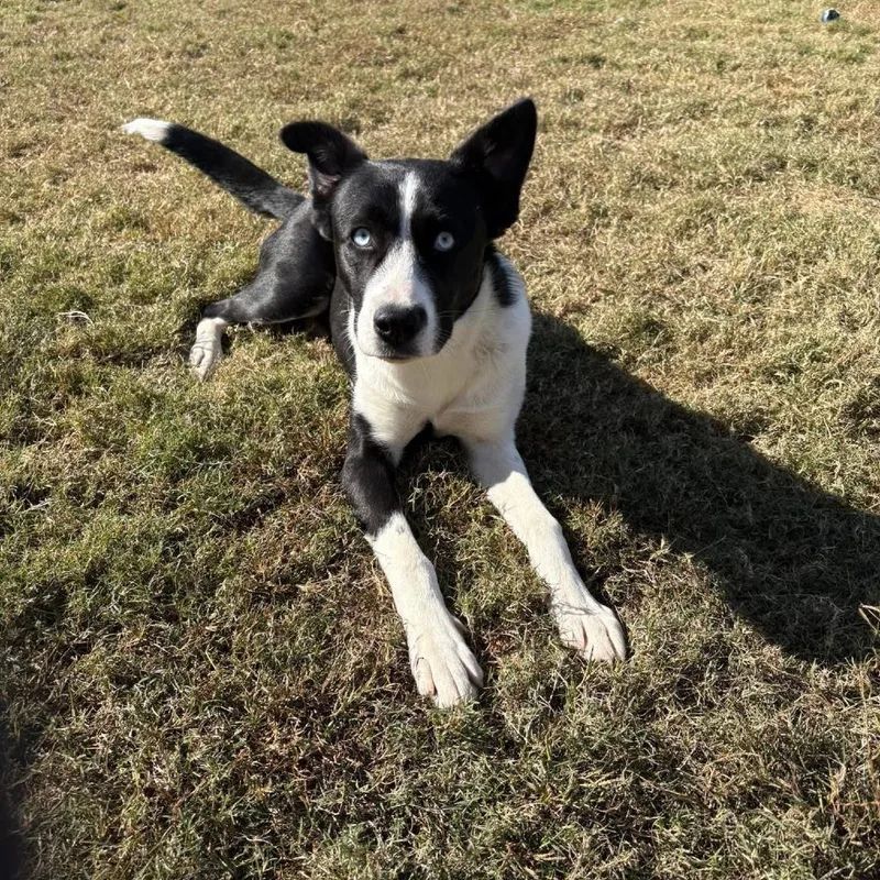 Priscilla thumbnail 2