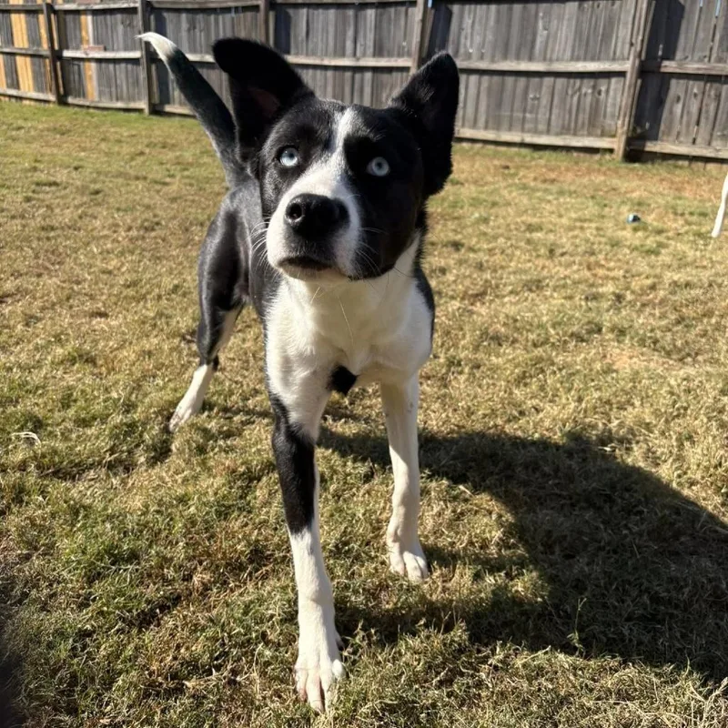 Priscilla thumbnail 3