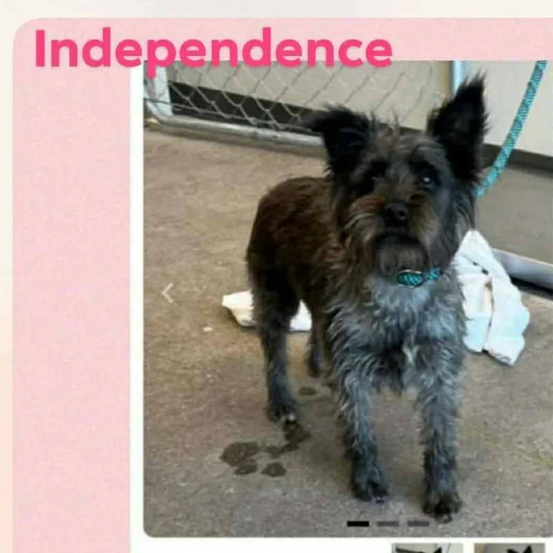 An adult small-sized female Gray / Blue / Silver Schnauzer dog named Independence COMING SOON for adoption in Loves Park, IL