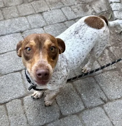 Juno