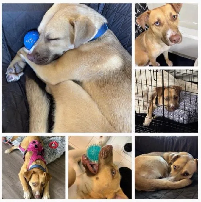 A young medium-sized female Husky dog named Luna C for adoption in Baltimore, MD